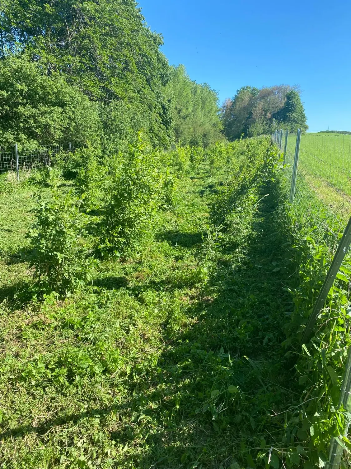 Gartenarbeit von Forst-Garten-Landschaftspflege Christoph Göckritz